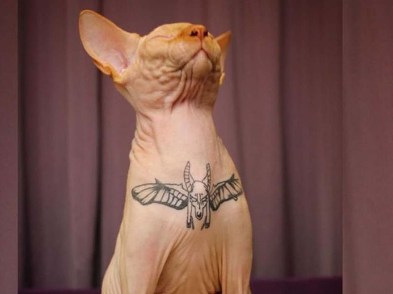 Pet Tattoos