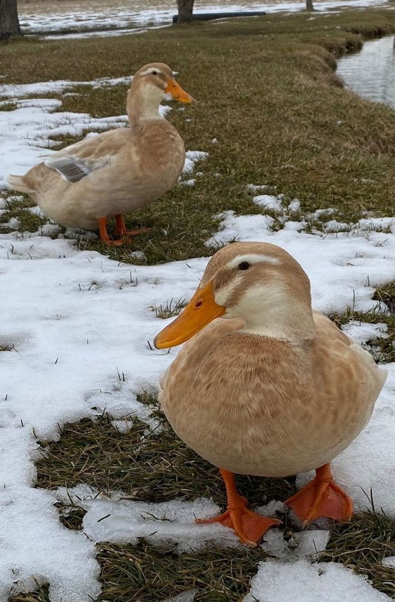 Ducks And Weather Prediction