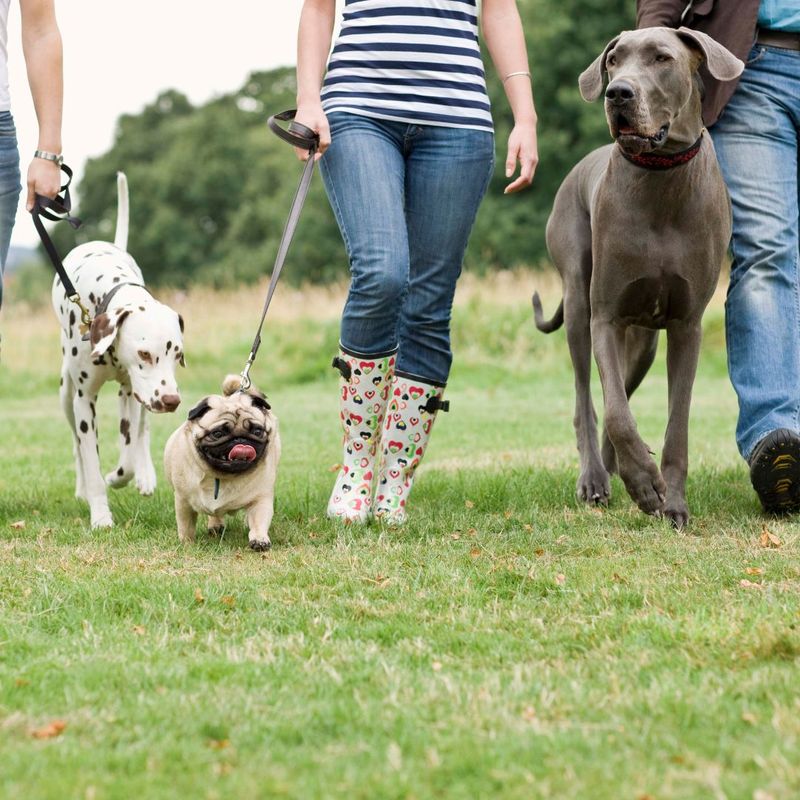 Socialization Opportunities