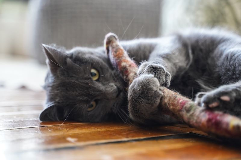 Catnip-Infused Toys