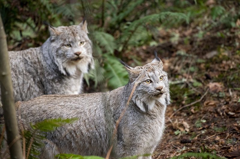 Dietary Habits: Lynx's Predatory Skills