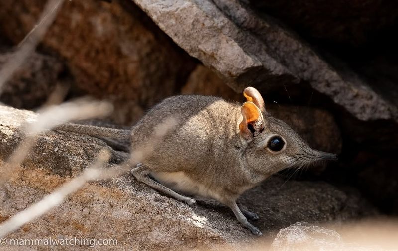 Somali Elephant Shrew