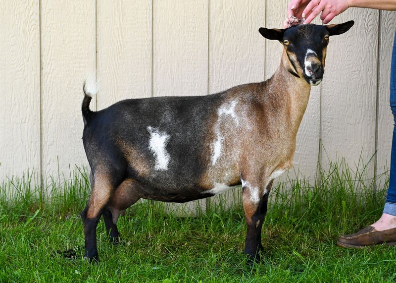 Highlander Goat