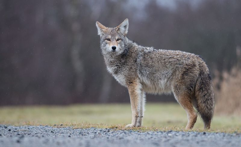 South Dakota - Coyote