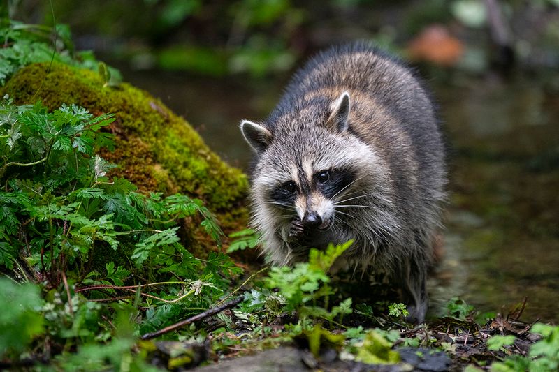 Tennessee - Raccoon