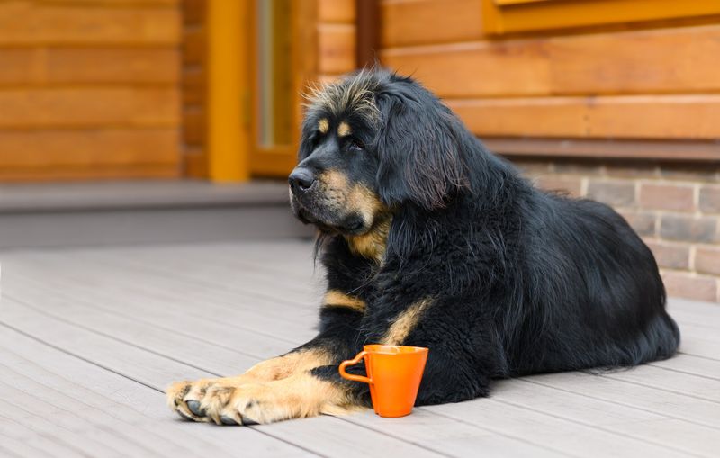 Tibetan Mastiff