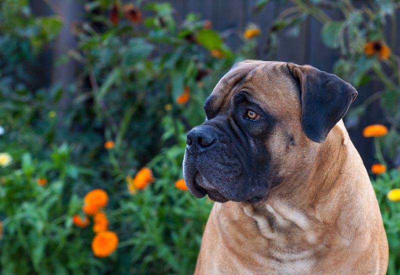 Boerboel