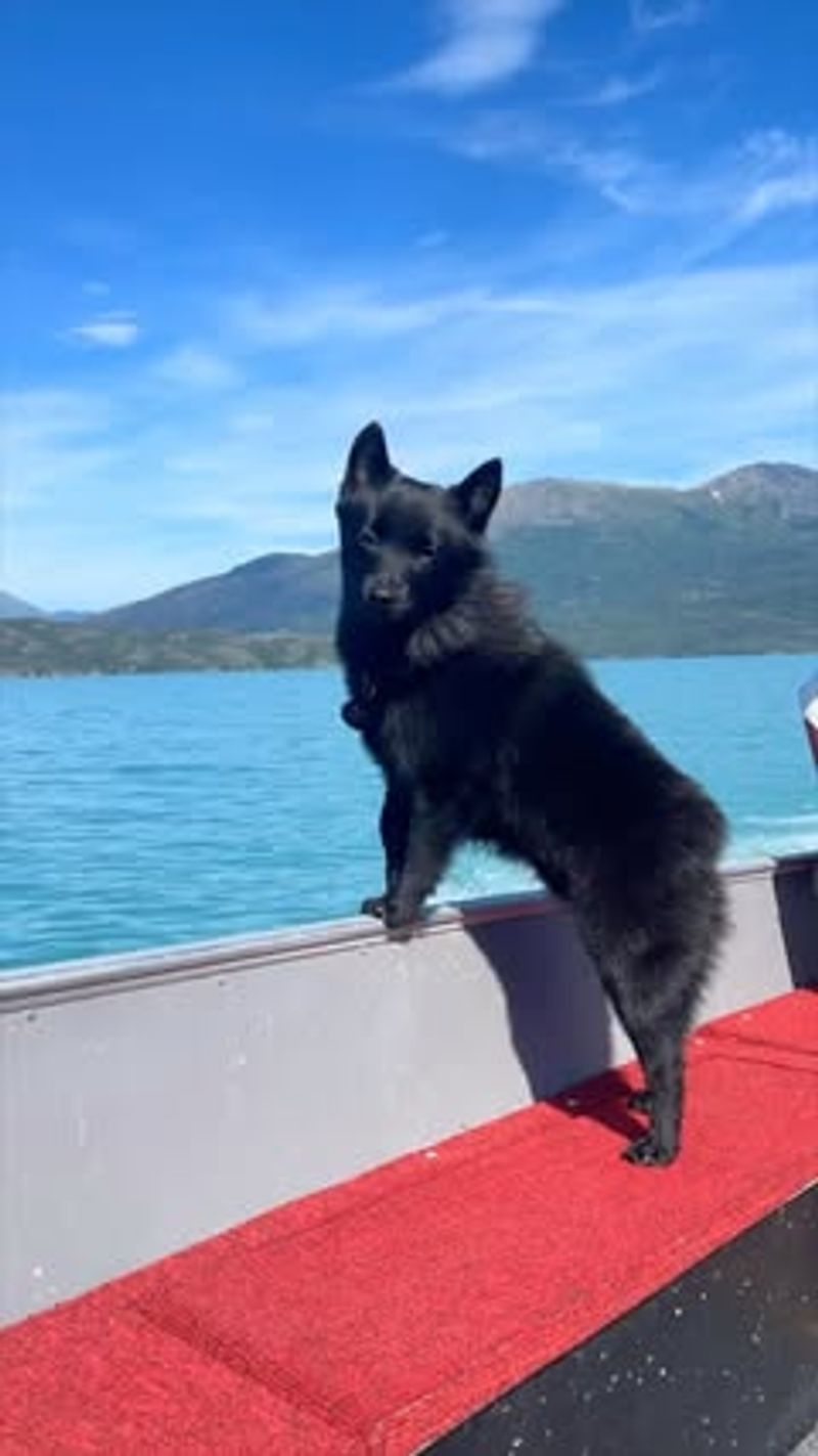 Schipperke