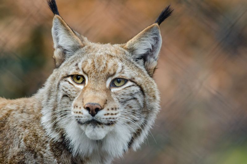 Physical Characteristics: Lynx's Unique Features