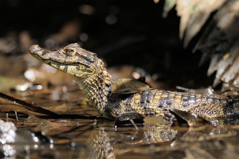 Spectacled Caiman