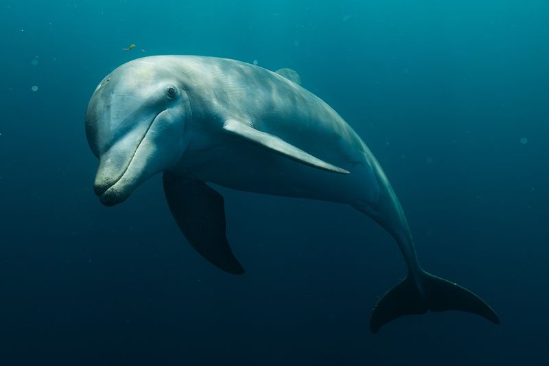 Bottlenose Dolphin