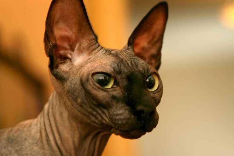 Sphynx