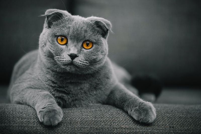 Scottish Fold