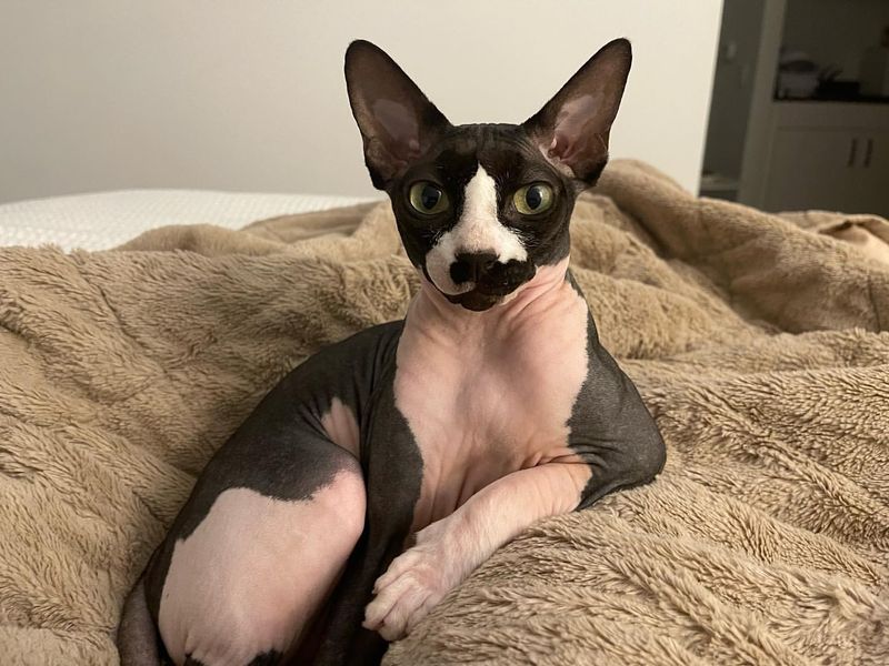 Sphynx Cat