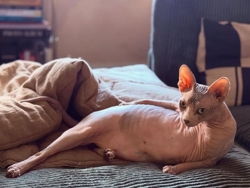 Sphynx! The Naked Wonder