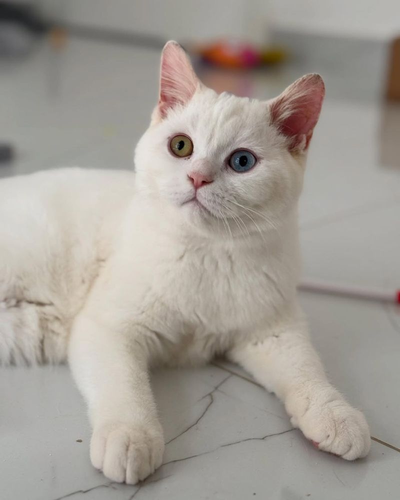 Turkish Angora