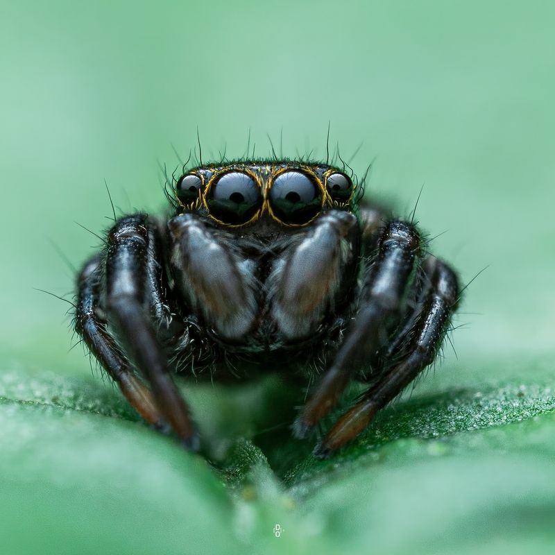 Spider Communication