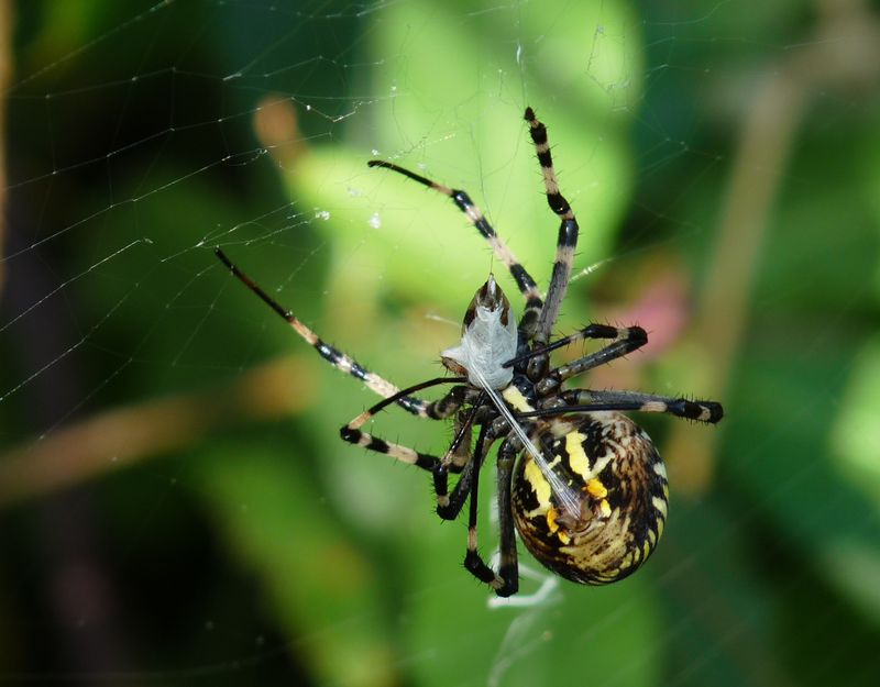 Spider Silk Production