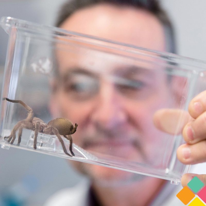 Spider Venom In Medicine