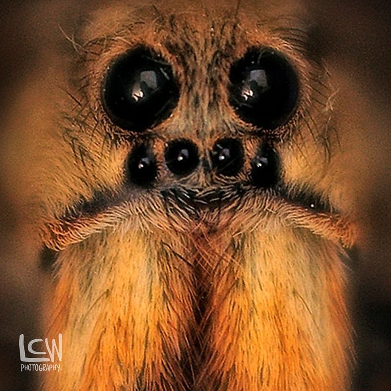 Spider Vision
