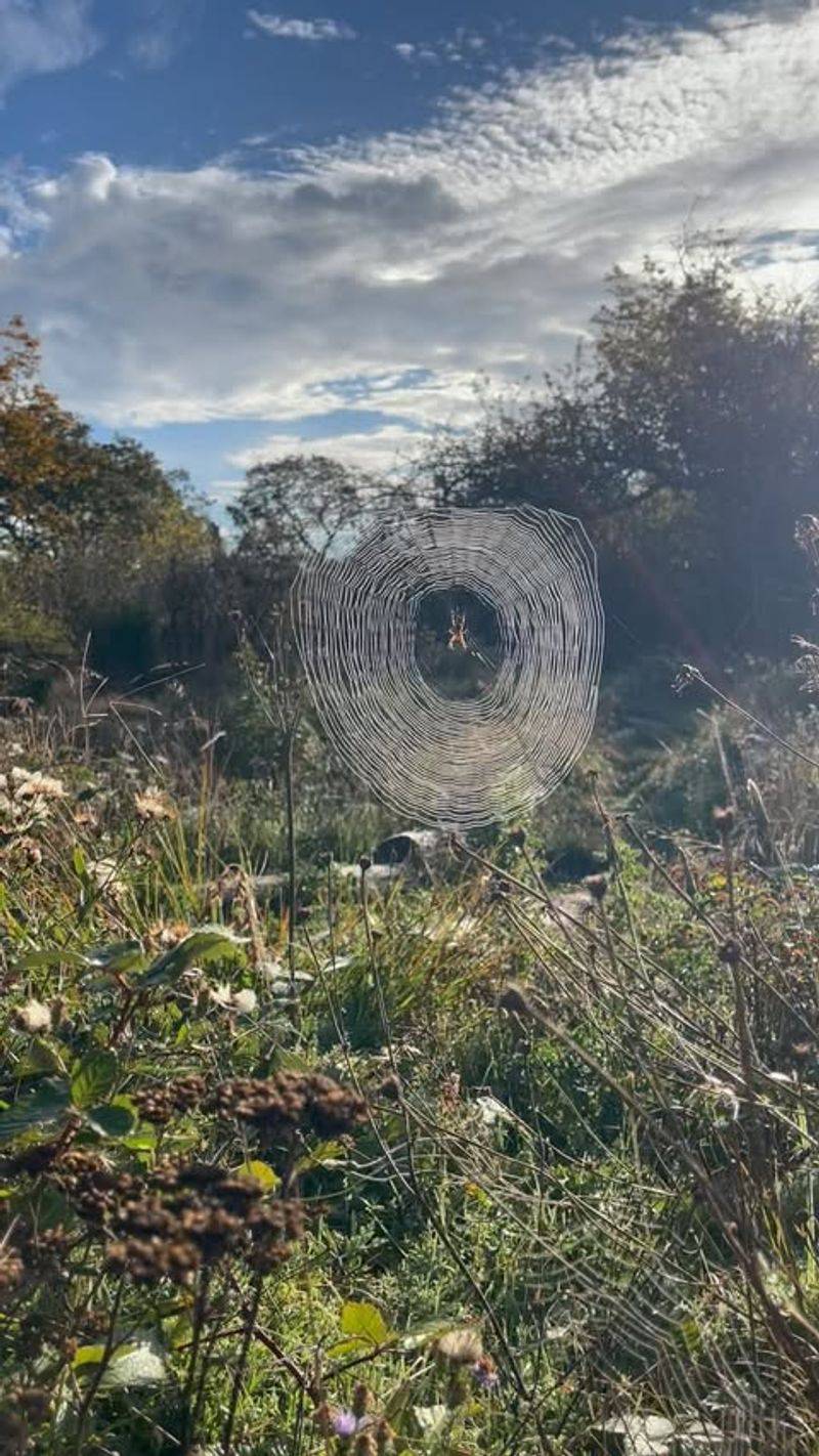 Spiders In Ecosystems