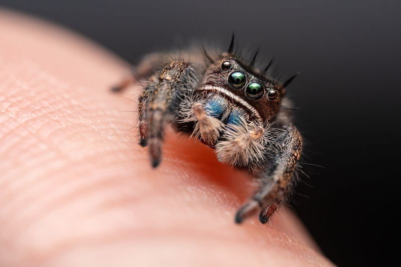 Spiders On Caffeine