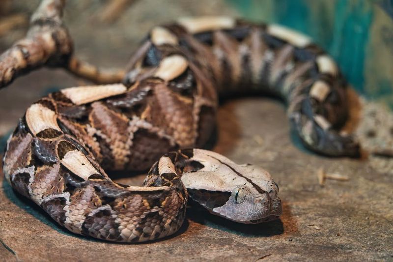 Gabon Viper