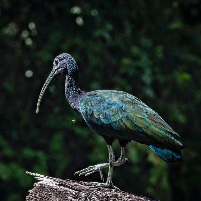 Giant Ibis