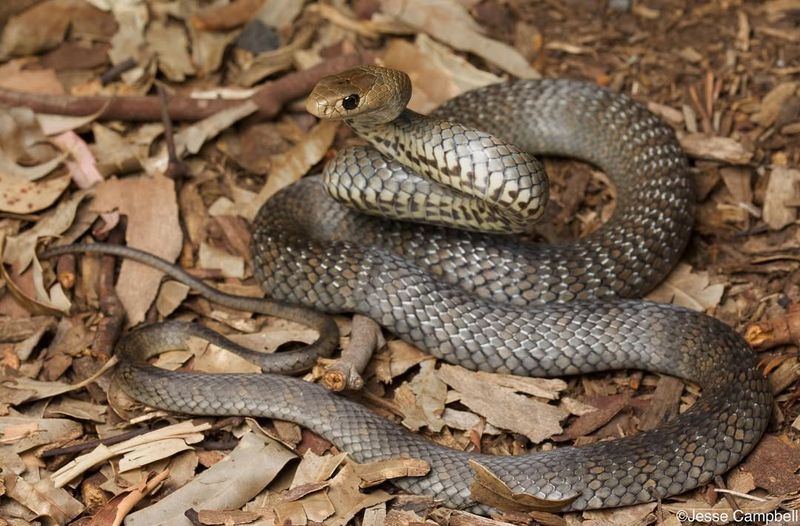 Eastern Brown Snake