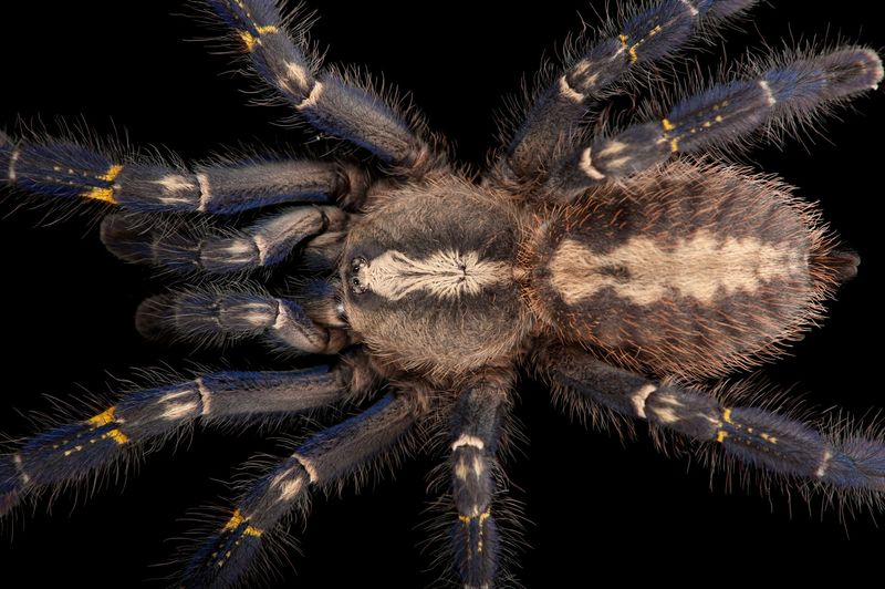 Peacock Parachute Spider