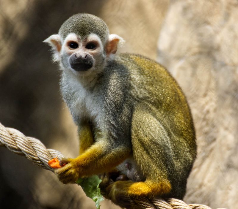 Squirrel Monkey