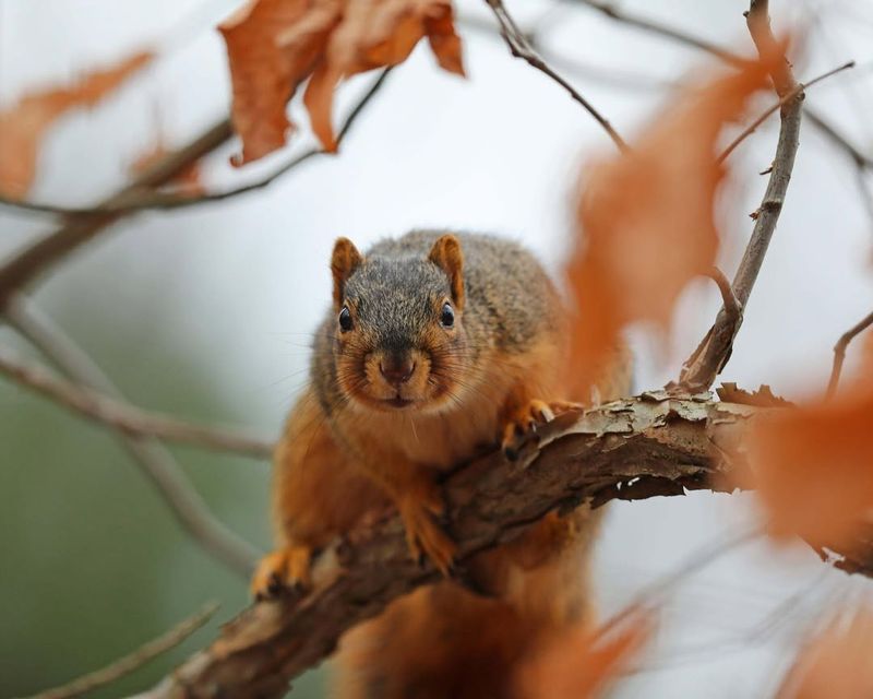 Squirrels