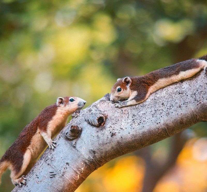 Squirrels