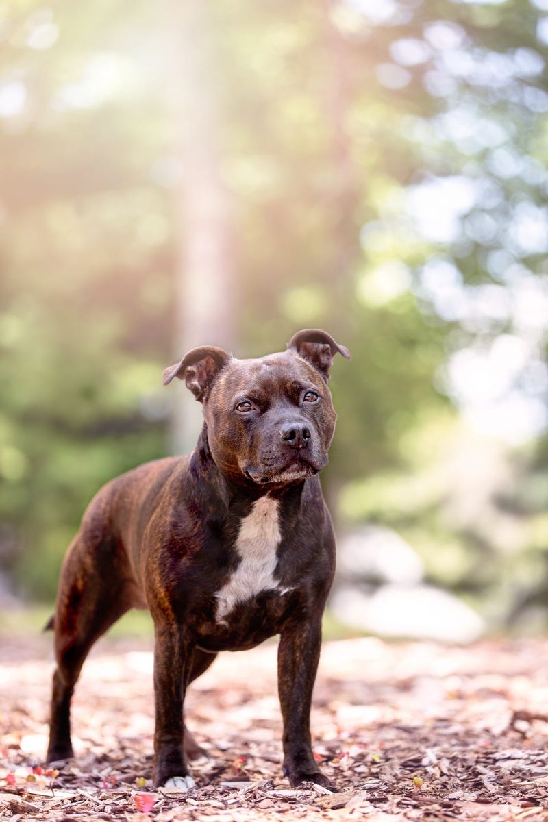 Staffordshire Bull Terrier