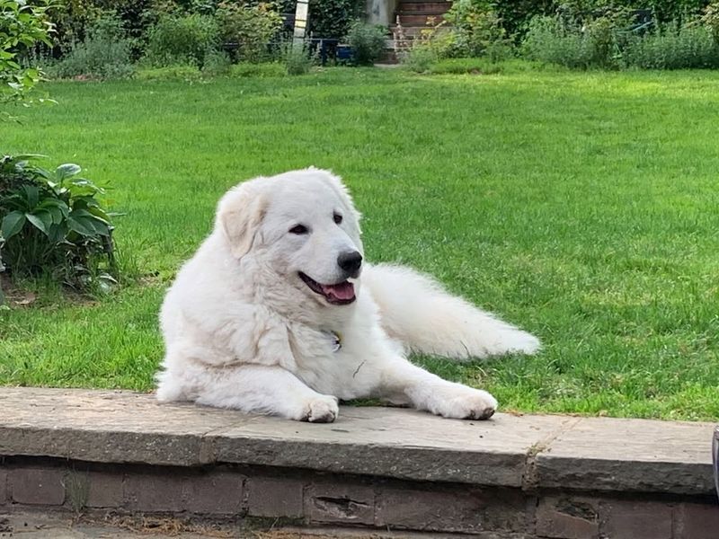 Kuvasz