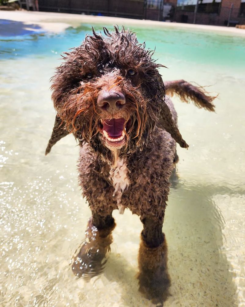 Spanish Water Dog