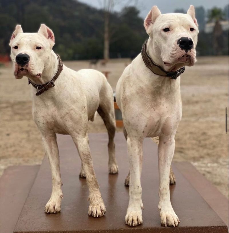 Dogo Argentino