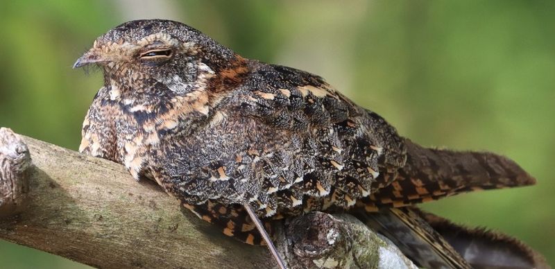 Standard-Winged Nightjar