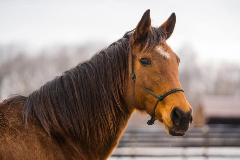 Standardbred ($10,000 – $30,000)