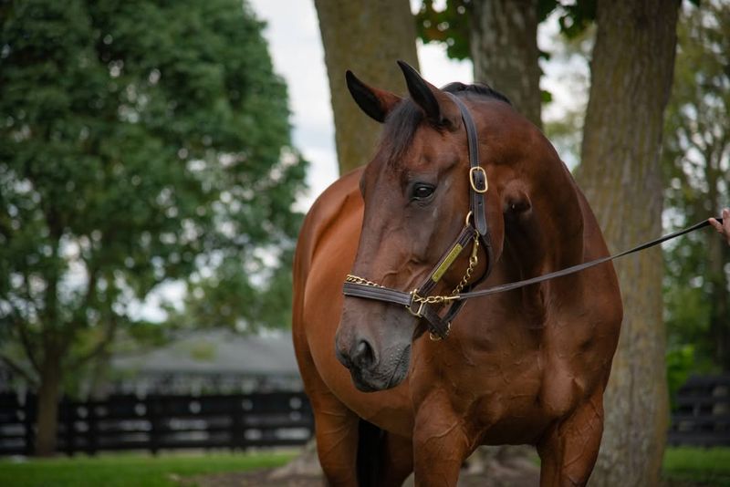 Standardbred