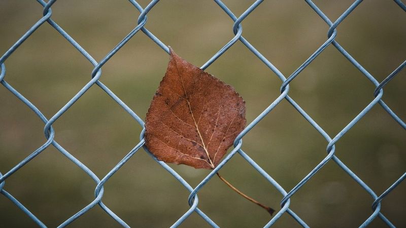 Install Coyote-Proof Fencing