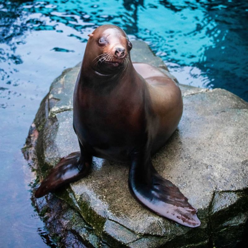 Steller Sea Lion
