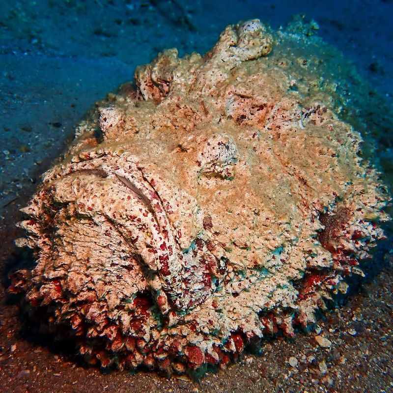 Stonefish