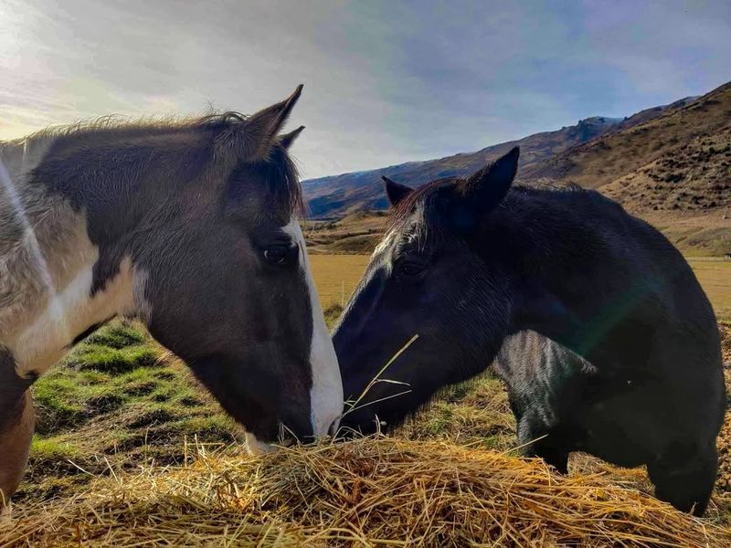 Shire Horses And Their Historical Role In Warfare