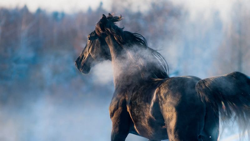 Thick Coats For Weather Protection