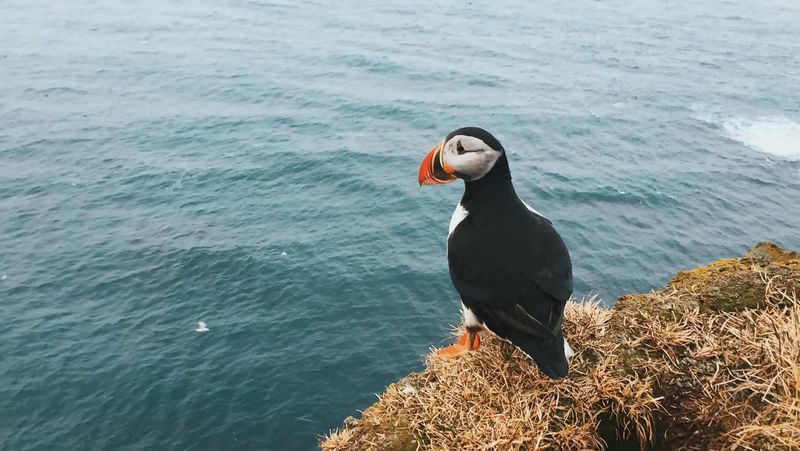 Strong Territorial Instincts