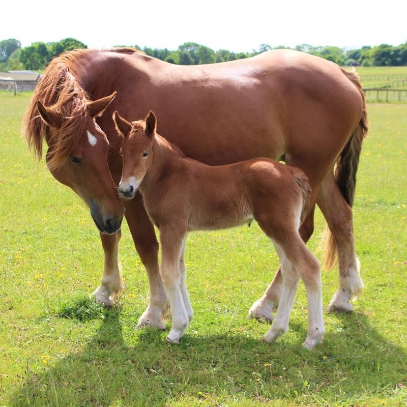 Suffolk Punch