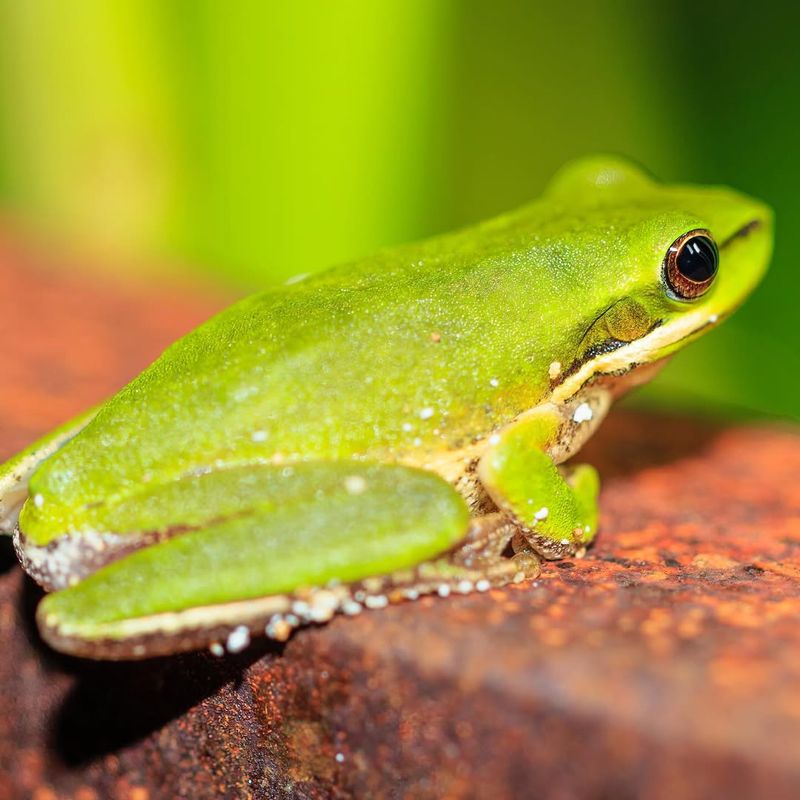 Dwarf Frog