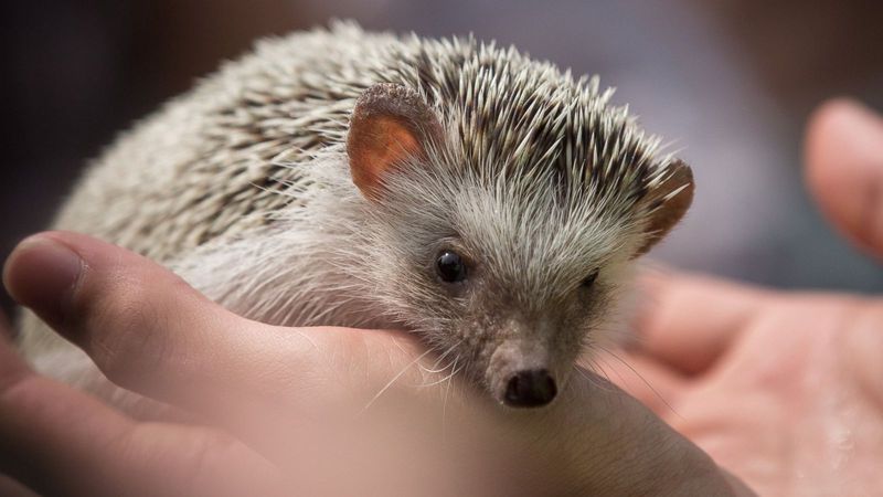 Hedgehogs