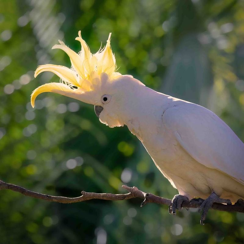 Sulphur-crested Cockatoo